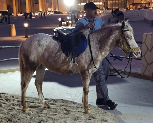 horse, stable, souq waqif, doha, qatar, onlyprathamesh